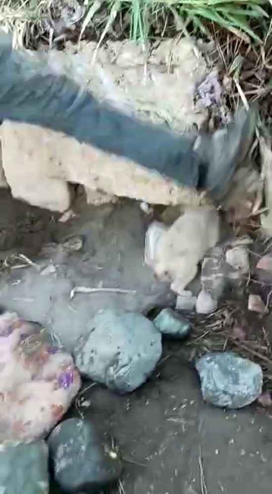 HATAY'IN SAMANDAĞ İLÇESİNDE BİR YAVRU KÖPEĞE YAPILAN İŞKENCE, HAYVANSEVERLERİN KAMERASINA