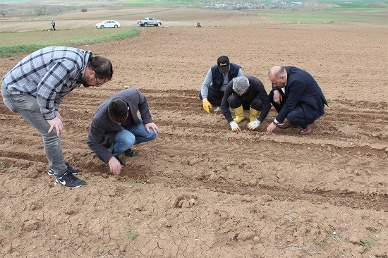 YOZGAT'TA HİBE DESTEKLİ YAĞLIK AYÇİÇEĞİ TOHUMLARI TOPRAKLA BULUŞTU