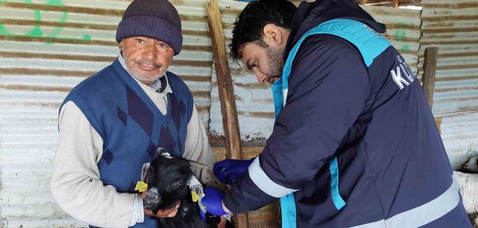 HİSARCIK’TA VEBA AŞILAMASI VE KÜPELEME ÇALIŞMASI