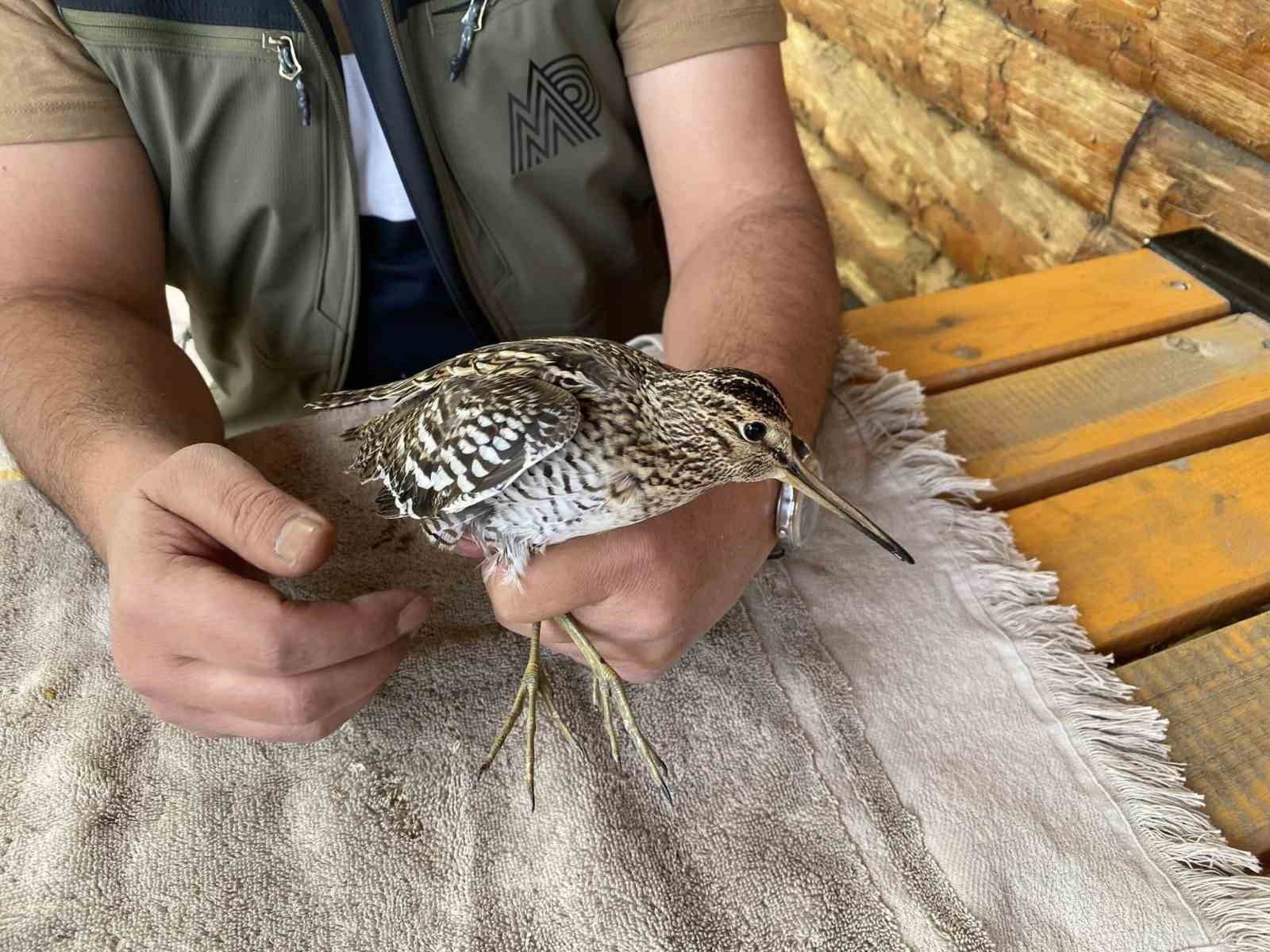 IĞDIR'DA UÇAMAZ HALDE BULUNAN SU ÇULLUĞU KUŞU TEDAVİ ALTINA ALINDI