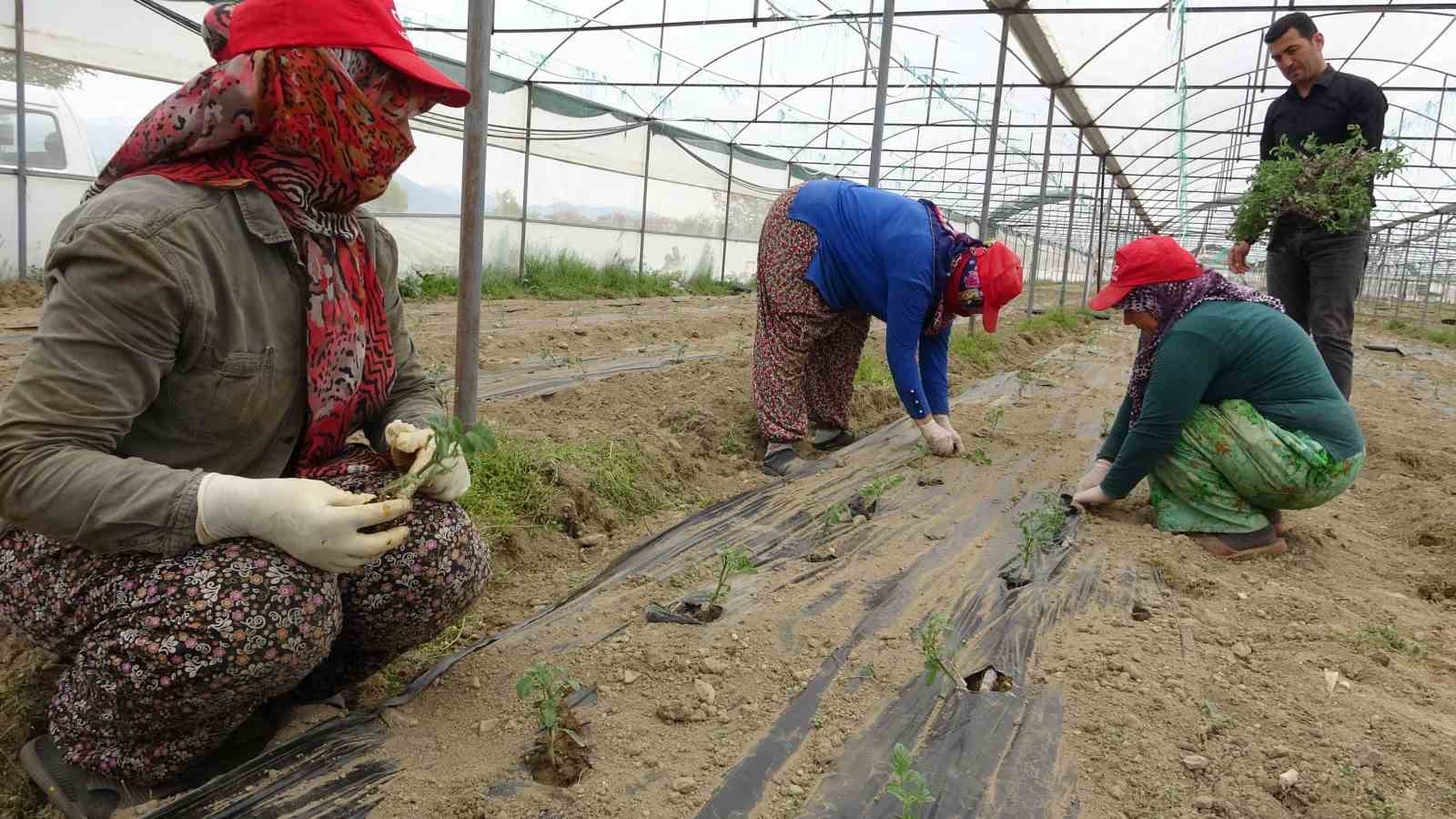 ISPARTA'NIN MERKEZE BAĞLI DEREGÜMÜ KÖYÜNDEKİ SERALARDA DOMATES FİDESİ DİKİM İŞLEMLERİ