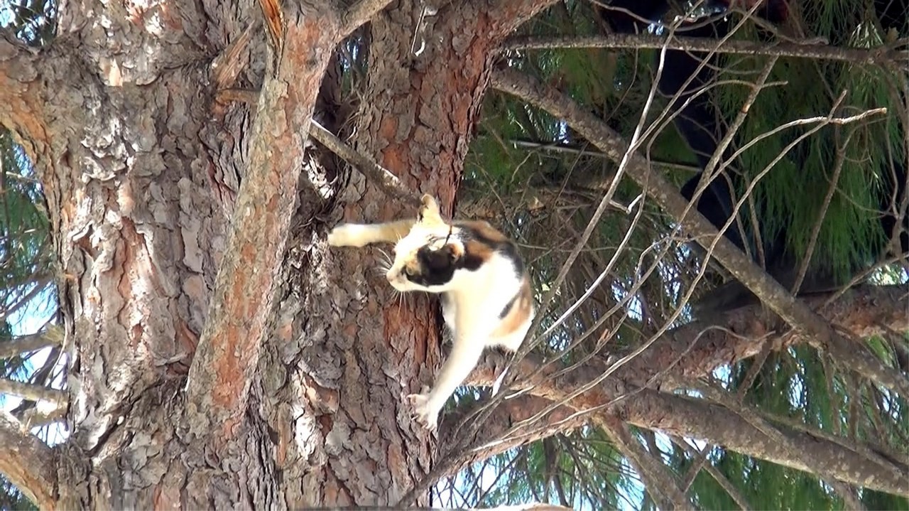 İTFAİYE MÜDÜRLÜĞÜ BAHÇESİNDEKİ AĞAÇTA, KEDİ KURTARMA OPERASYONU