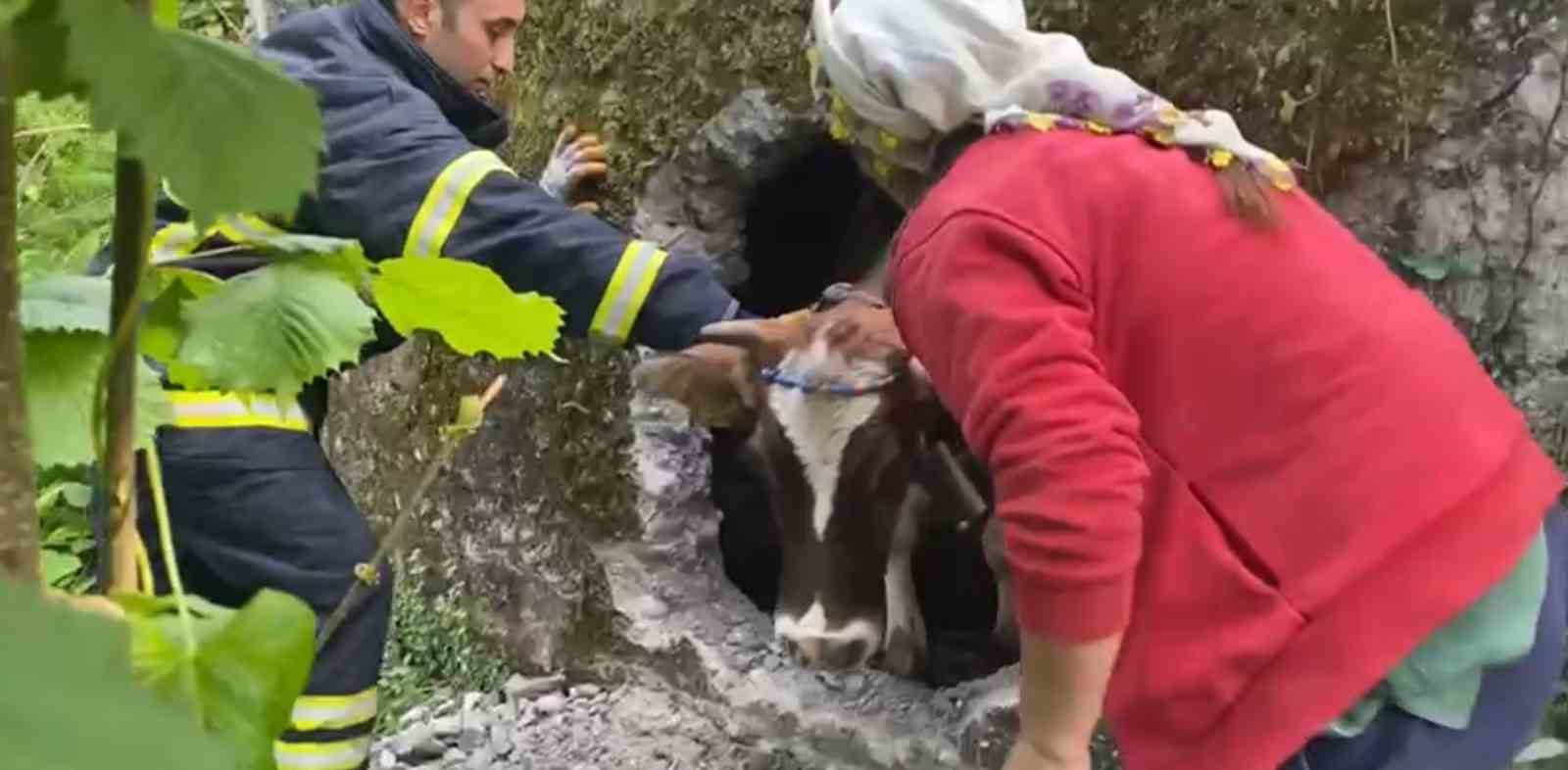 ORDU'DA ALTINORDU’NUN DÜŞTÜĞÜ BOŞ SU DEPOSUNDA SIKIŞAN İNEK, BÜYÜKŞEHİR İTFAİYE