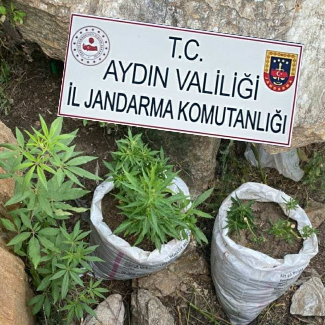 AYDIN (İHA) – AYDIN’IN SÖKE İLÇESİNDE BİR EVDE KENEVİR YETİŞTİRİLDİĞİ