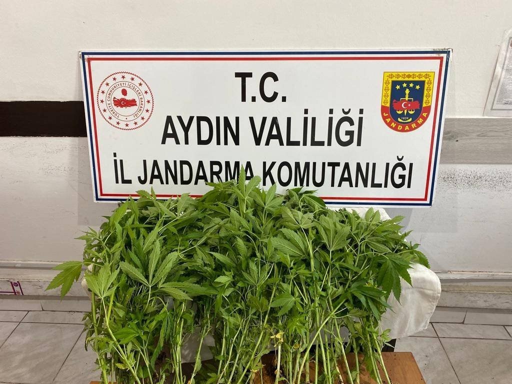 JANDARMANIN YASADIŞI KENEVİR EKİMİ İLE MÜCADELESİ SÜRÜYOR