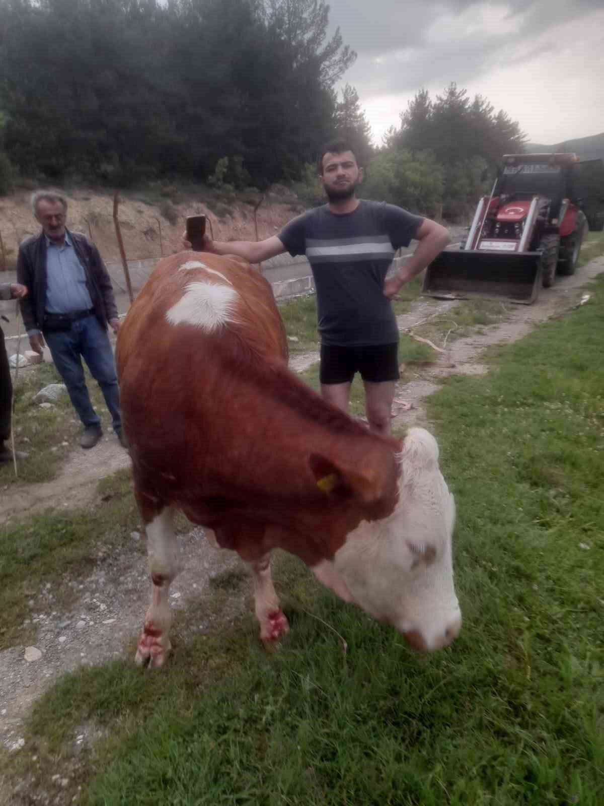 KASTAMONU’NUN ARAÇ İLÇESİNDE CEVİZLİK KÖYÜNDE KANALA DÜŞEN BÜYÜKBAŞ HAYVAN, KÖYLÜLERİN