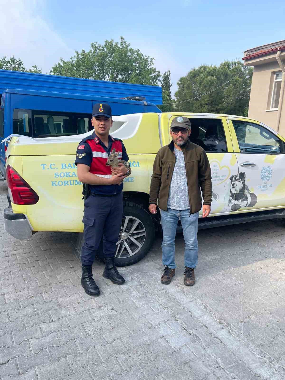 KARACA YAVRUSU JANDARMA TARAFINDAN MİLLİ PARKLARA TESLİM EDİLDİ