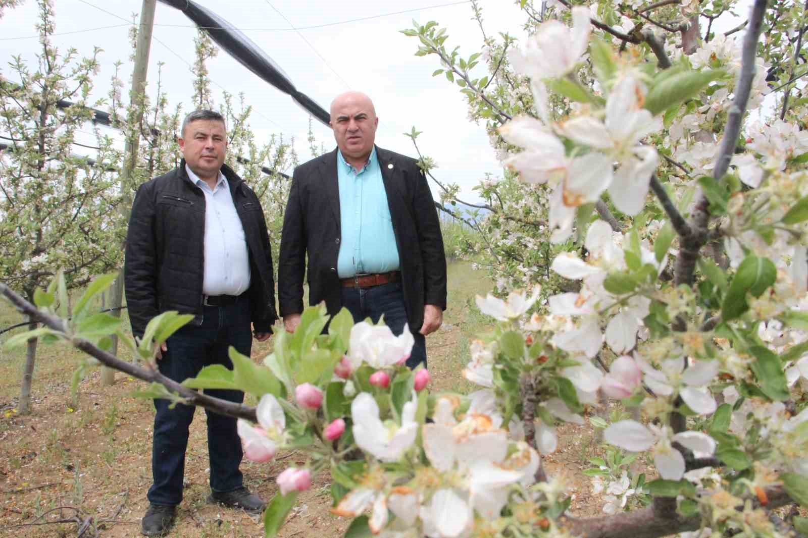 KARAMAN’DA MİLYONLARCA ELMA AĞACININ AYNI ANDA ÇİÇEK AÇMASI BAHÇELERİ BEYAZA