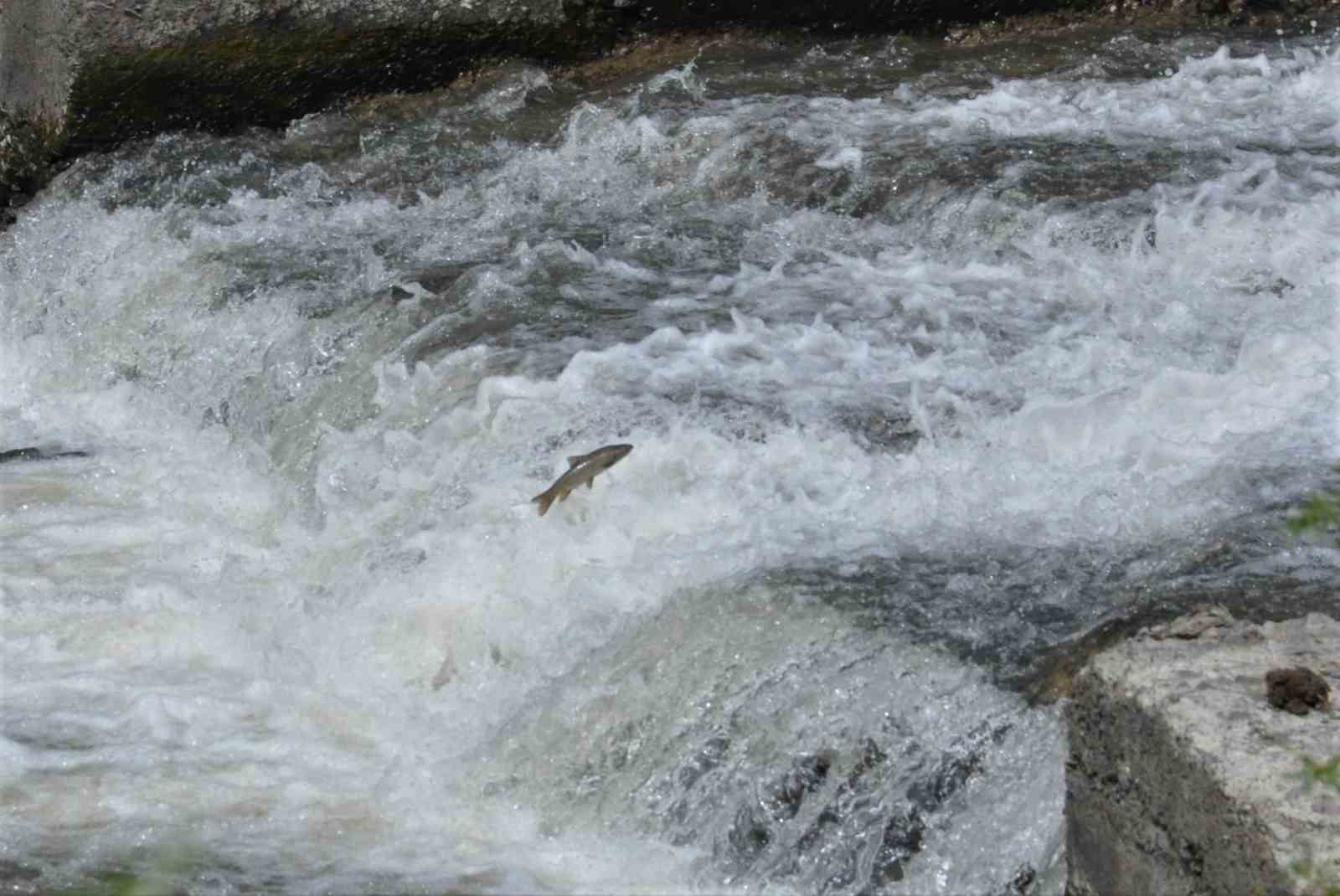 KARS’TA TATLI SU KEFALLERİNİN ÖLÜM GÖÇÜ SÜRÜYOR. YÜZLERCE BALIK YUMURTALARINI