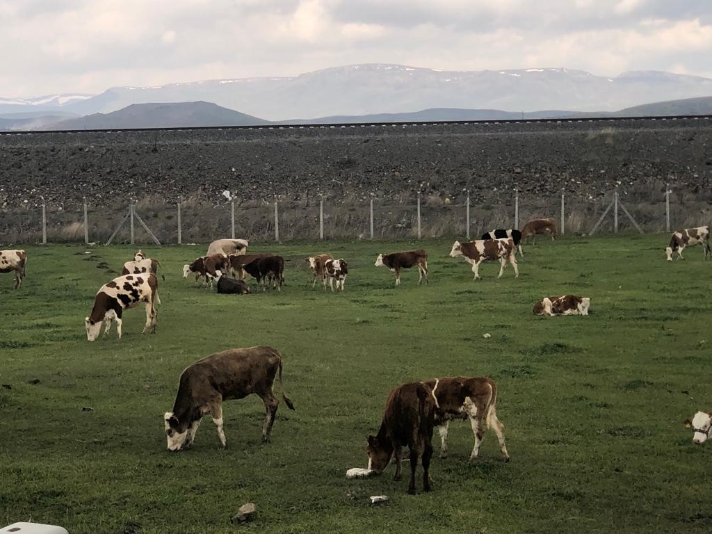 KIŞIN UZUN VE ZORLU GEÇTİĞİ KARS'TA HAYVANLAR MERALARDA OTLATILMAYA BAŞLADI(KARS-İHA)