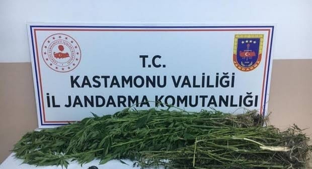 KASTAMONU’DA JANDARMA EKİPLERİ TARAFINDAN BİR EVDE 28 KÖK KENEVİR VE