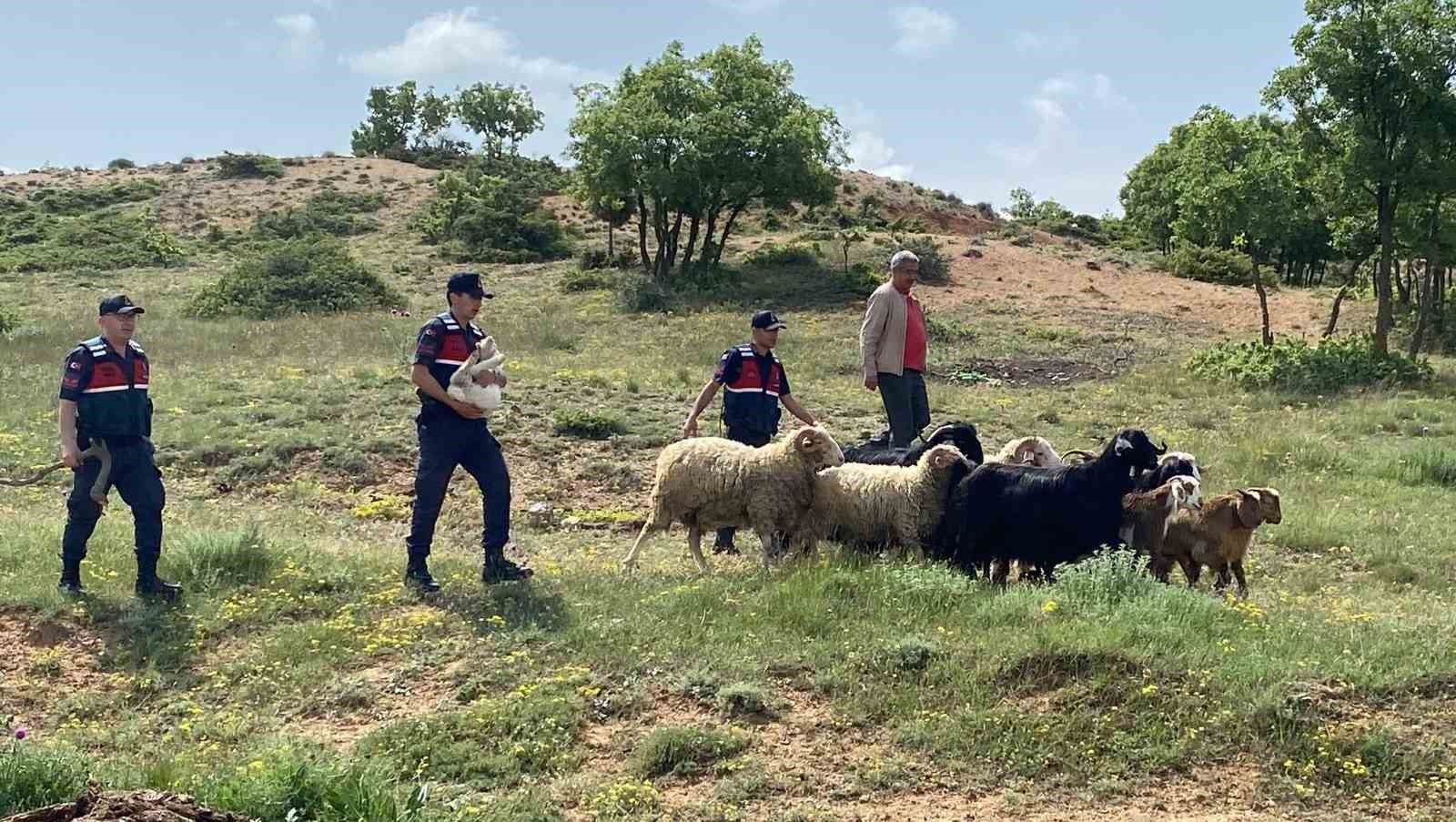 ESKİŞEHİR’DE KAYBOLAN 15 ADET KÜÇÜKBAŞ HAYVAN, JANDARMA EKİPLERİNCE BULUNARAK SAHİBİNE