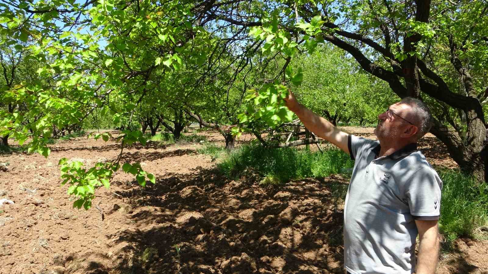 DÜNYA KURU KAYISI ÜRETİMİNİN YÜZDE 85'İNİN KARŞILANDIĞI MALATYA'DA ZİRAİ DON