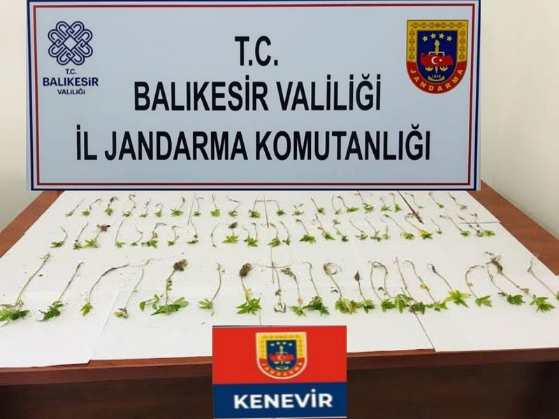 ARAMADA SAKSILAR İÇERİSİNDE YETİŞTİRİLMİŞ 35 KÖK KENEVİR BİTKİSİ ELE GEÇİRİLDİ.
