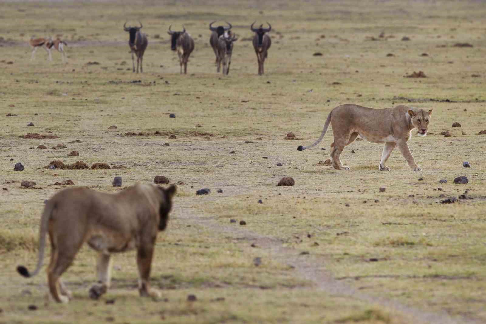 KENYA’NIN GÜNEYİNDE BİR MİLLİ PARKTA 6 ASLAN ÖLÜ BULUNDU.