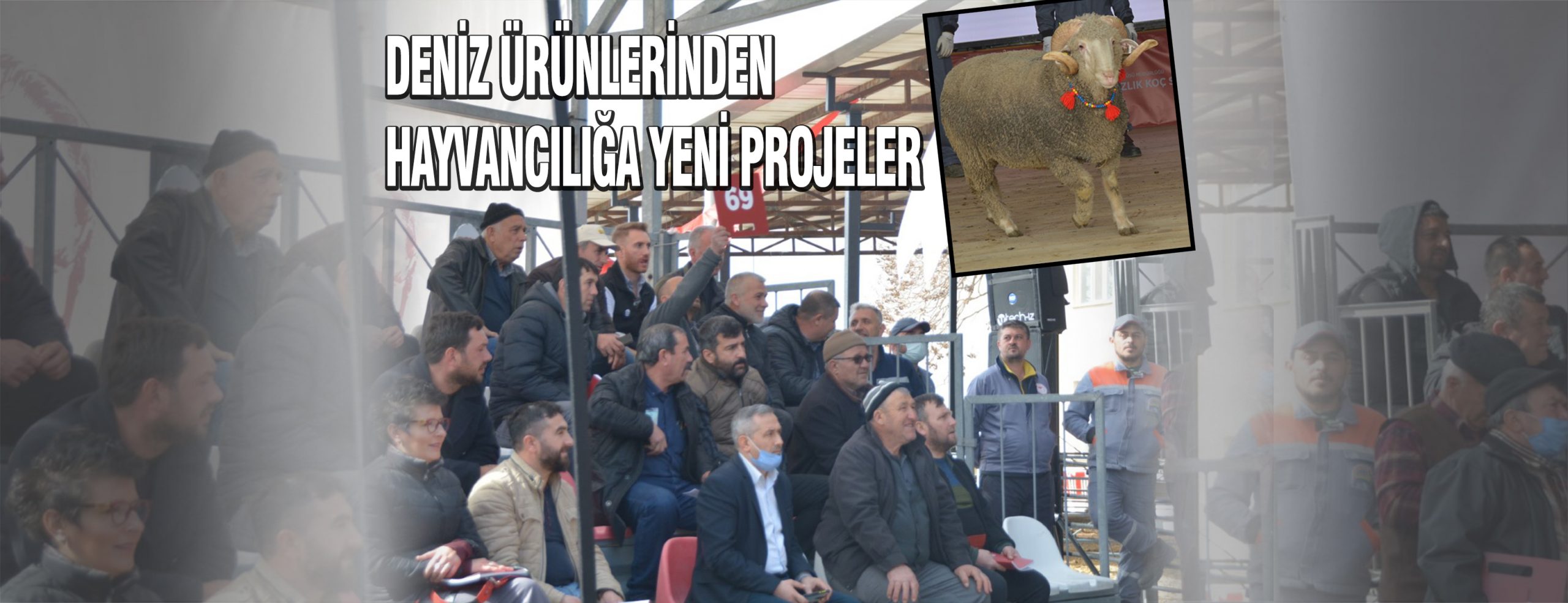 Bandırma Koyunculuk Araştırma Enstitüsünde damızlık koç satışı için son hazırlıklar