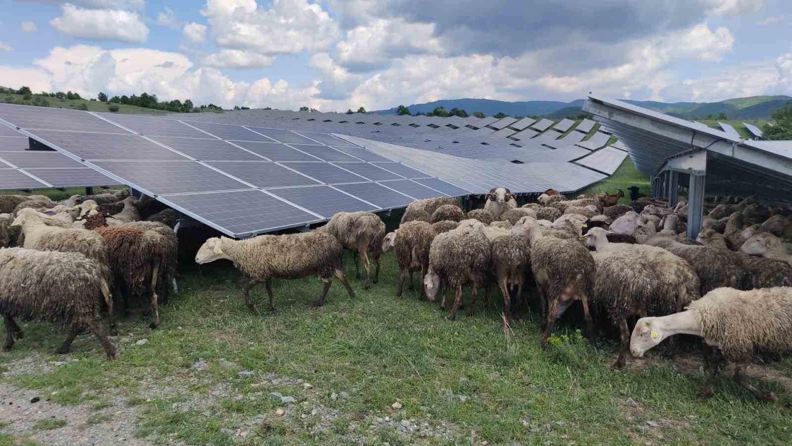 KAMENİÇA KASABASINDAKİ KOYUN VE KEÇİLER, GÜNEŞ ENERJİSİ PANELLERİNİN ÇEVRESİNDE KALAN