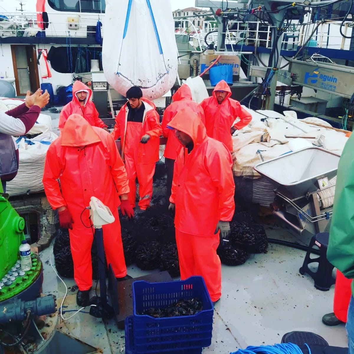 ZONGULDAK’IN EREĞLİ İLÇESİNDE DENİZDEN DOĞAL YOLLA TOPLANARAK TÜKETİME SUNULAN MİDYE,