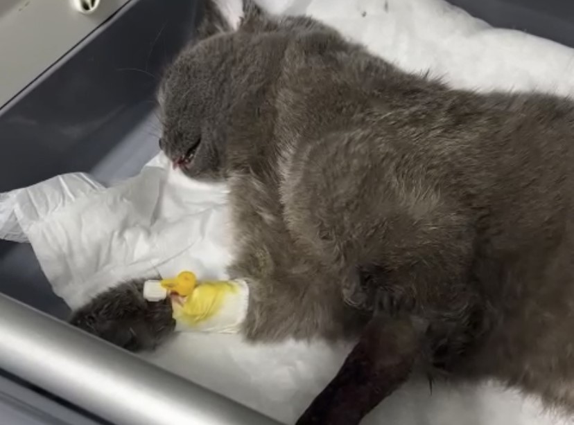 KEDİ KENT MERKEZİNDE BULUNAN VETERİNER KLİNİKTE TEDAVİ ALTINA ALINDI