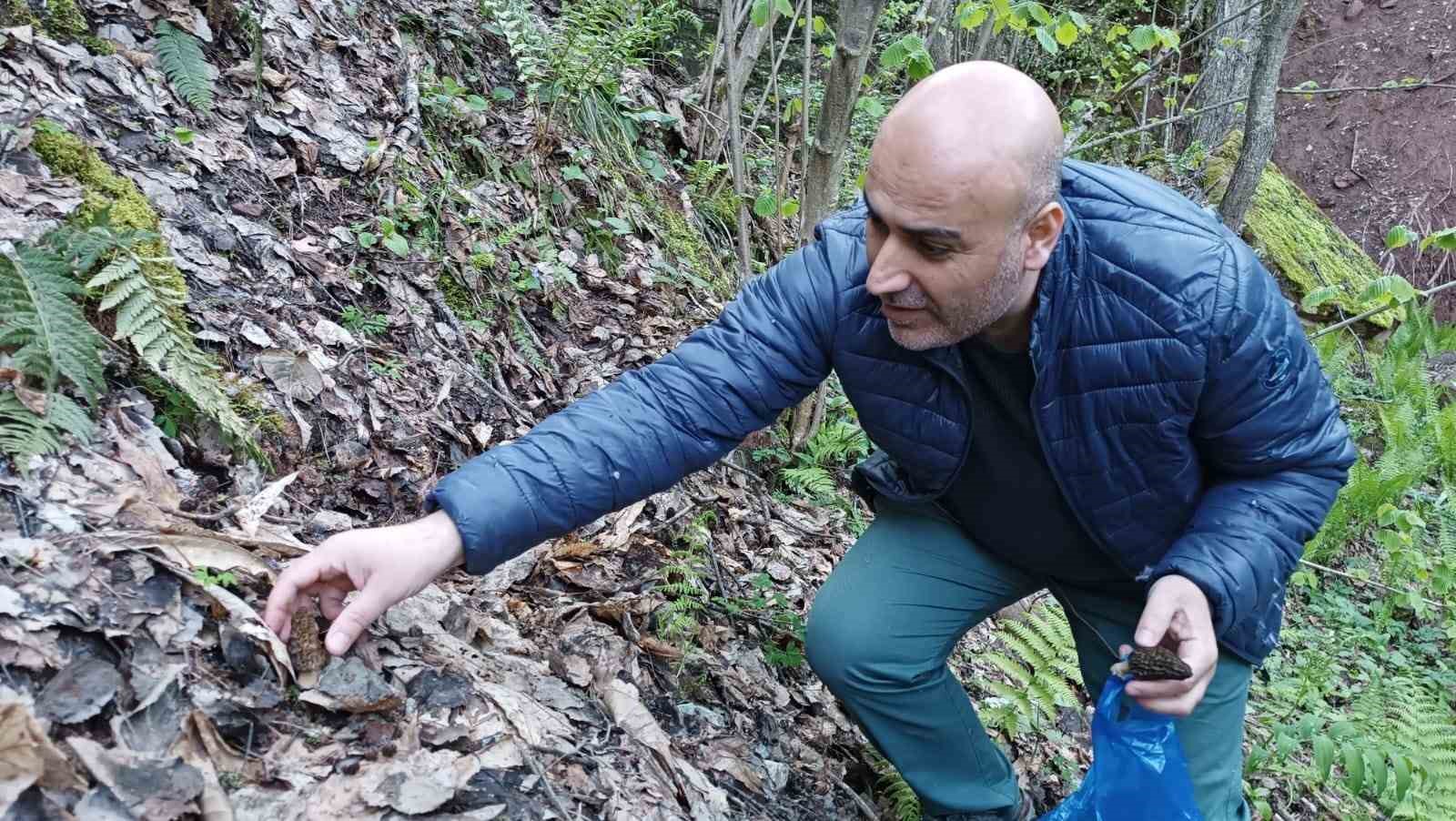 FİYATI ALTIN İLE YARIŞAN VE DOĞADA KENDİLİĞİNDEN OLUŞAN KUZUGÖBEĞİ MANTARI,