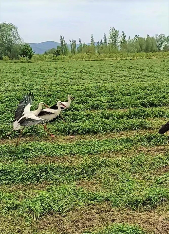 DENİZLİ'NİN ÇİVRİL İLÇESİNDE BİR ÇİFTÇİ TRAKTÖRÜYLE BİRLİKTE TARLASINDA YONCA HASADINI