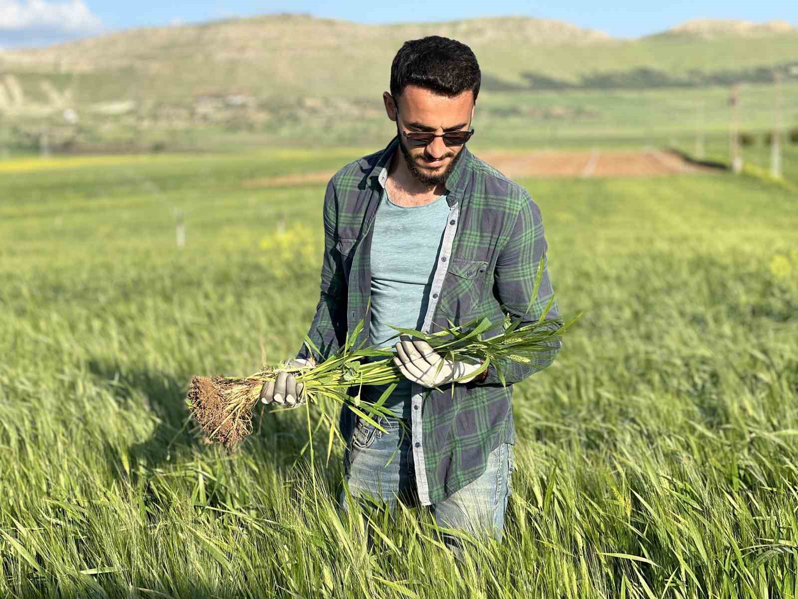MARDİN’DE ETKİLİ OLAN YAĞIŞLAR, ÇİFTÇİLERİ REKOLTENİN YÜKSEK OLMASI YÖNÜNDE UMUTLANDIRDI.