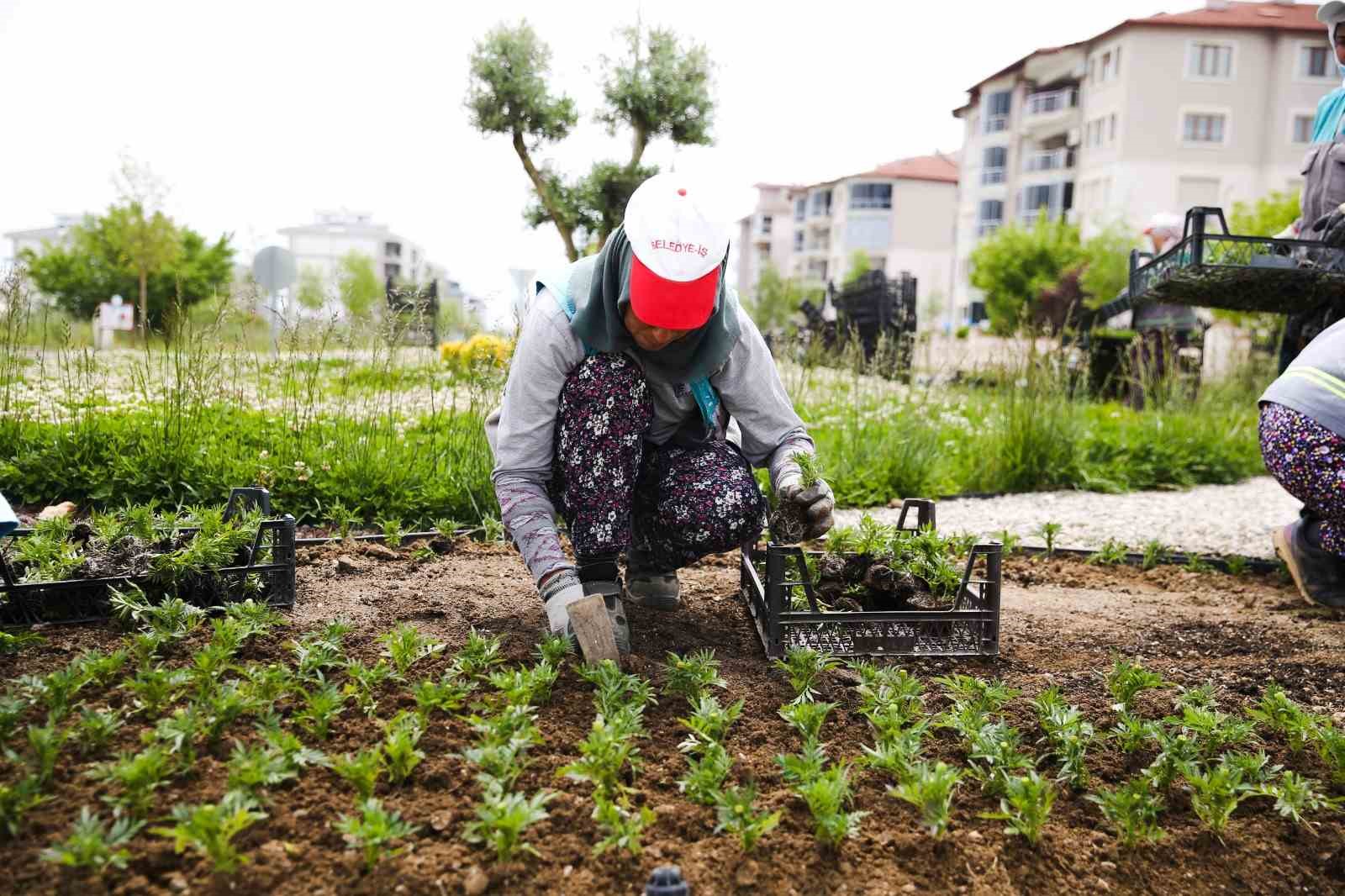 MERKEZEFENDİ BELEDİYESİ KENDİ ÜRETTİĞİ 98 BİN ADET MEVSİMLİK ÇİÇEĞİ TOPRAKLA