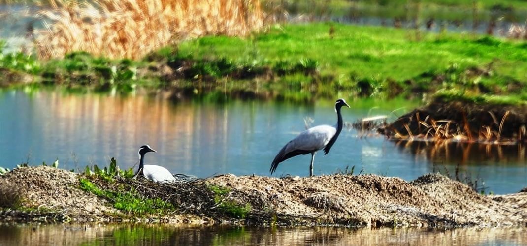 “TURNA EYLEM PLANI VE İZLEME ÇALIŞMALARI” DOĞRULTUSUNDA AMASYA’DA TELLİ TURNA