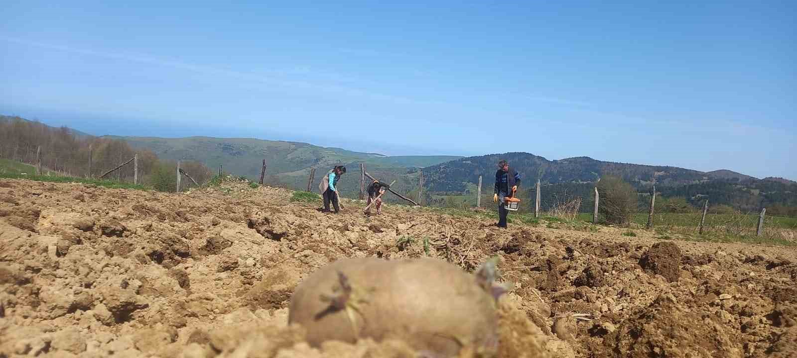 YERLİ "MOR PATATES" TOHUMUNUN, NİĞDE, NEVŞEHİR, KONYA, ADANA, SİVAS VE
