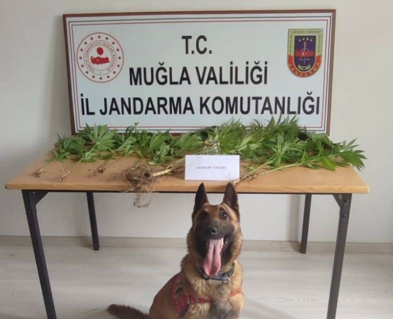 MUĞLA İL JANDARMA KOMUTANLIĞI EKİPLERİNİN UYUŞTURUCU MADDE ARAMA KÖPEKLERİ KONT