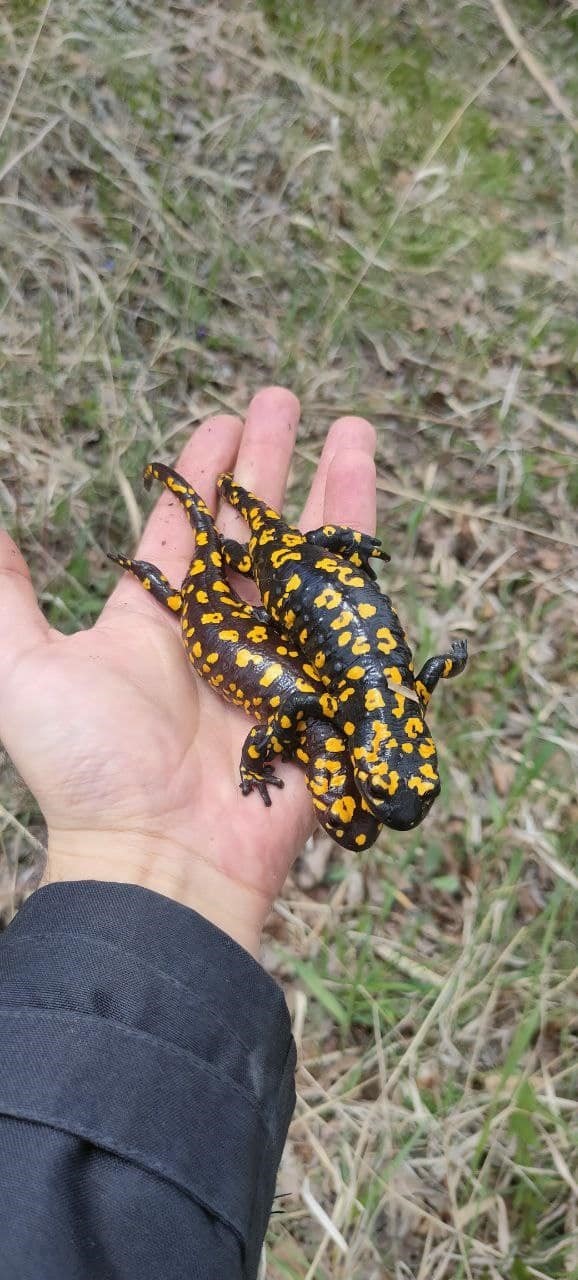 SİVAS’TA LEKELİ SEMENDER VEYA TÜRK SEMENDERİ OLARAK ADLANDIRILAN SALAMANDRA İNFRAİMMACULATA