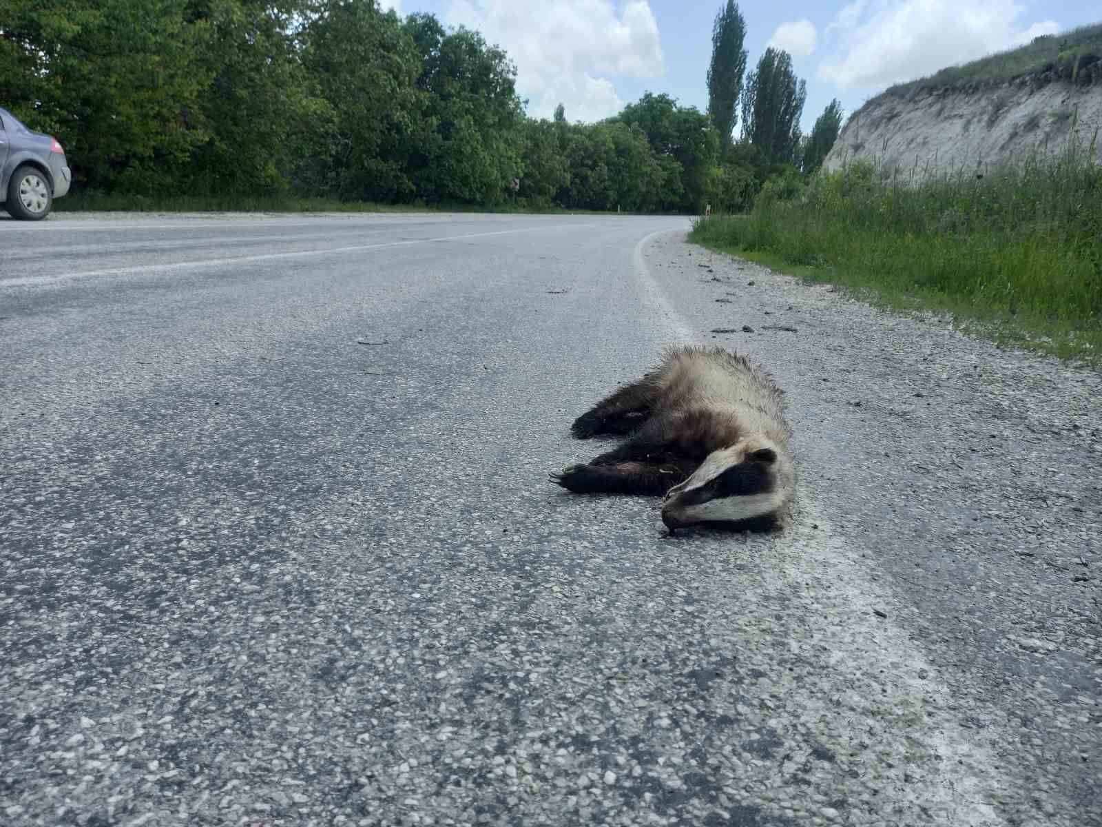 GÜNYÜZÜ' NDE NADİR GÖRÜLEN PORSUK YOL KENARINDA ÖLÜ BULUNDU. PORSUĞA