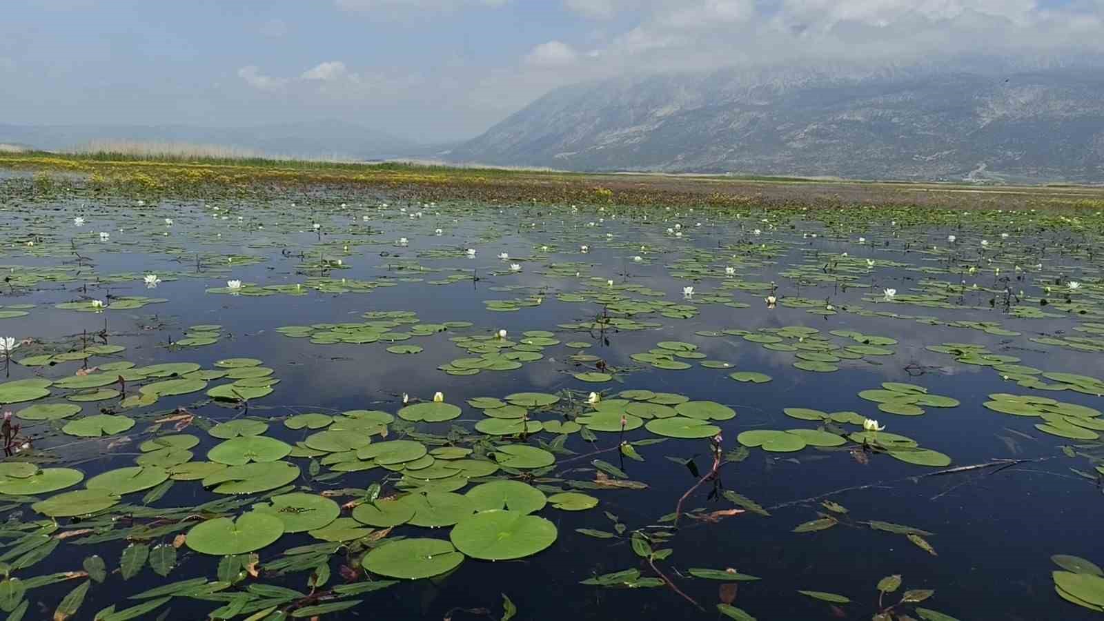 TÜRKİYE’NİN EN BÜYÜK NİLÜFER TARLASINI BÜNYESİNDE BARINDIRAN VE YEŞİLLE MAVİNİN