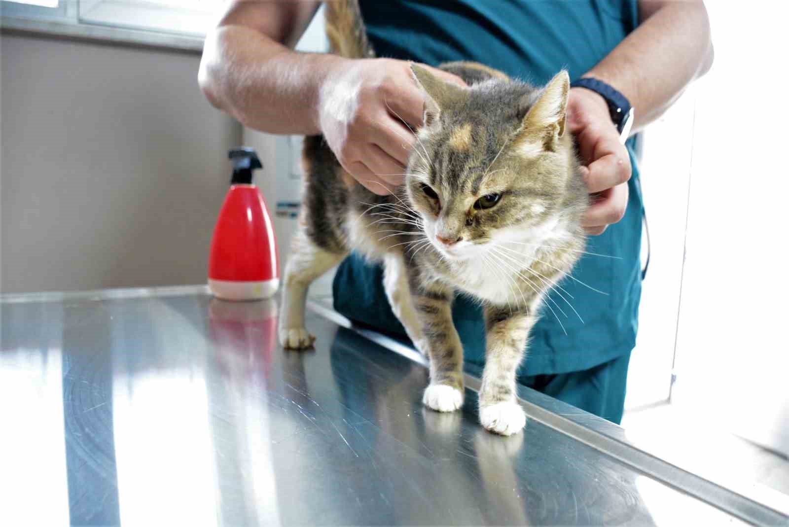 KOCAELİ'DE YAVRULARIYLA BİRLİKTE TRAFİK KAZASI GEÇİREN ANNE KEDİ, İHBAR ÜZERİNE
