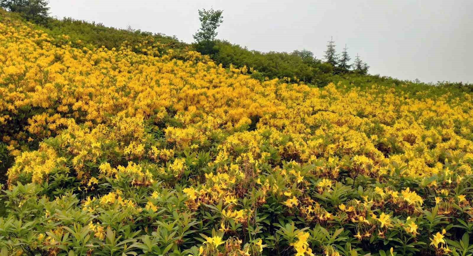 GİRESUN’UN SINIRLARI İÇERİSİNDE BULUNAN YAYLA VE MESİRE ALANLARINDA SARI RENKLİ
