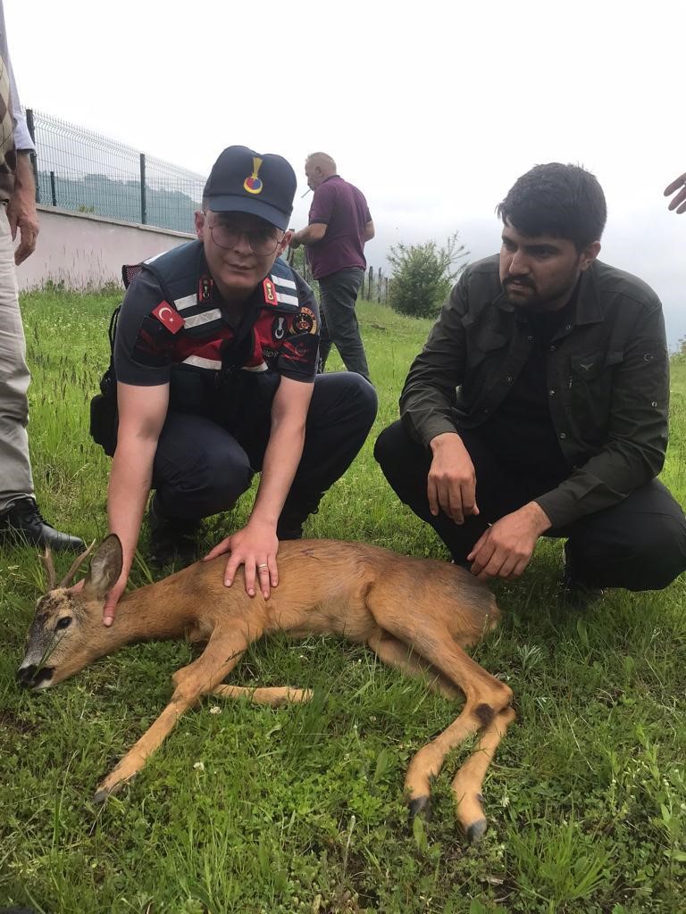 TOKAT’IN ERBAA İLÇESİNDE VATANDAŞLAR TARAFINDAN BULUNAN KARACA TEDAVİ ALTINA ALINDI