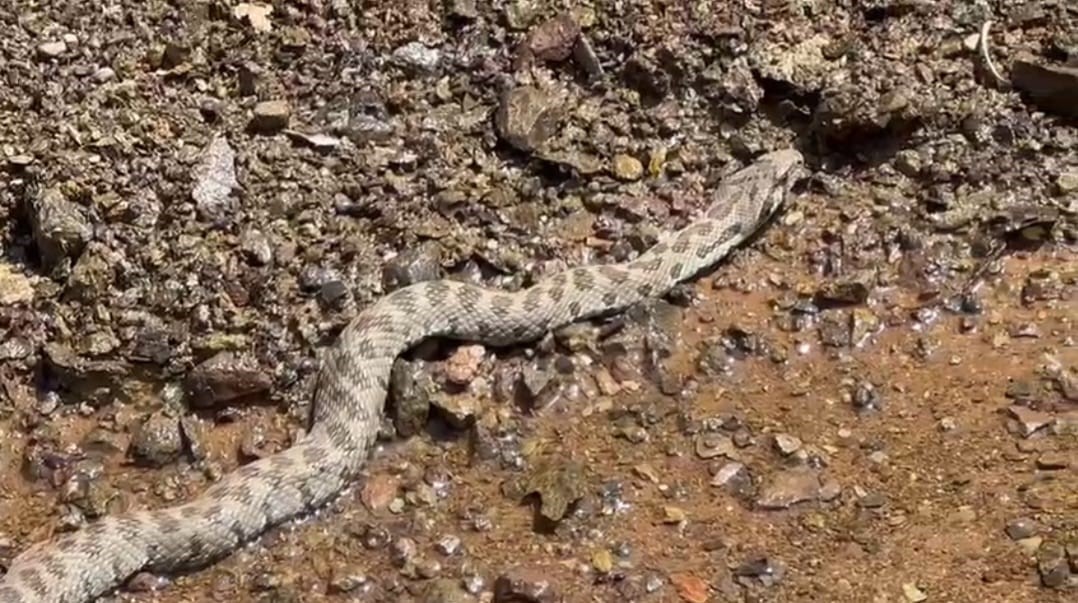 TUNCELİ’DE DAHA ÇOK ORTADOĞU VE ORTA ASYA’DA YAŞADIĞI BİLİNEN 2