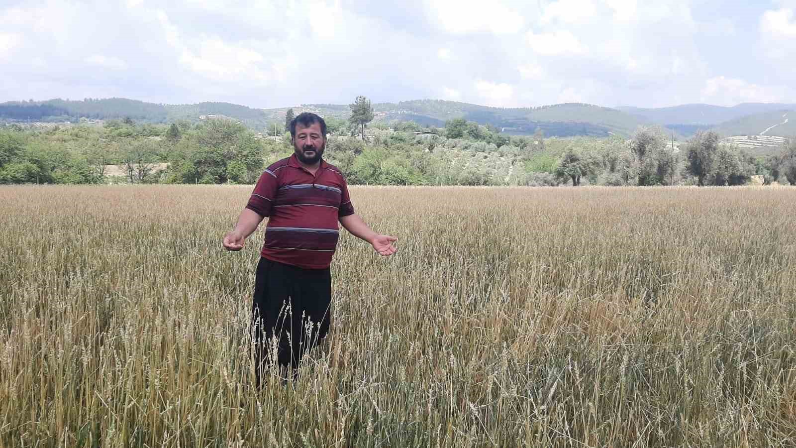 ÇİFTÇİ ALİ ÇULLU
