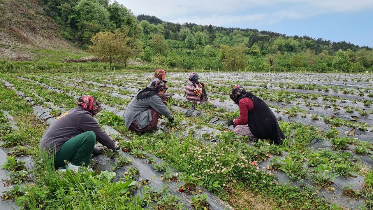 ZONGULDAK’IN ALAPLI İLÇESİNDE ZİRAAT ODASI TARAFINDAN ATIL DURUMDAYKEN TARIM ARAZİSİNE