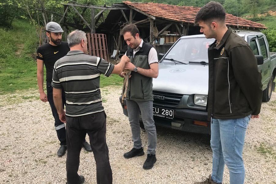 BOLU’NUN MUDURNU İLÇESİ TAŞKESTİ BELDESİNE BAĞLI AVDULLAR KÖYÜNDE, OTLARIN ARASINDA