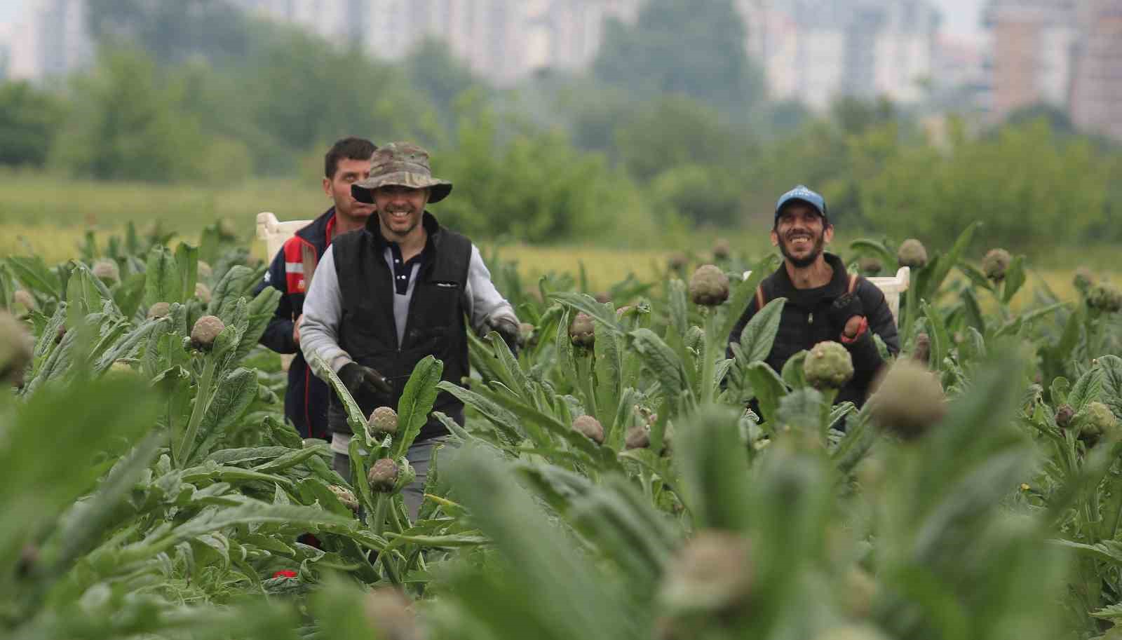 BURSA’NIN NİLÜFER İLÇESİNE BAĞLI HASANAĞA MAHALLESİ’NDE COĞRAFİ İŞARET TESCİLLİ ENGİNARIN