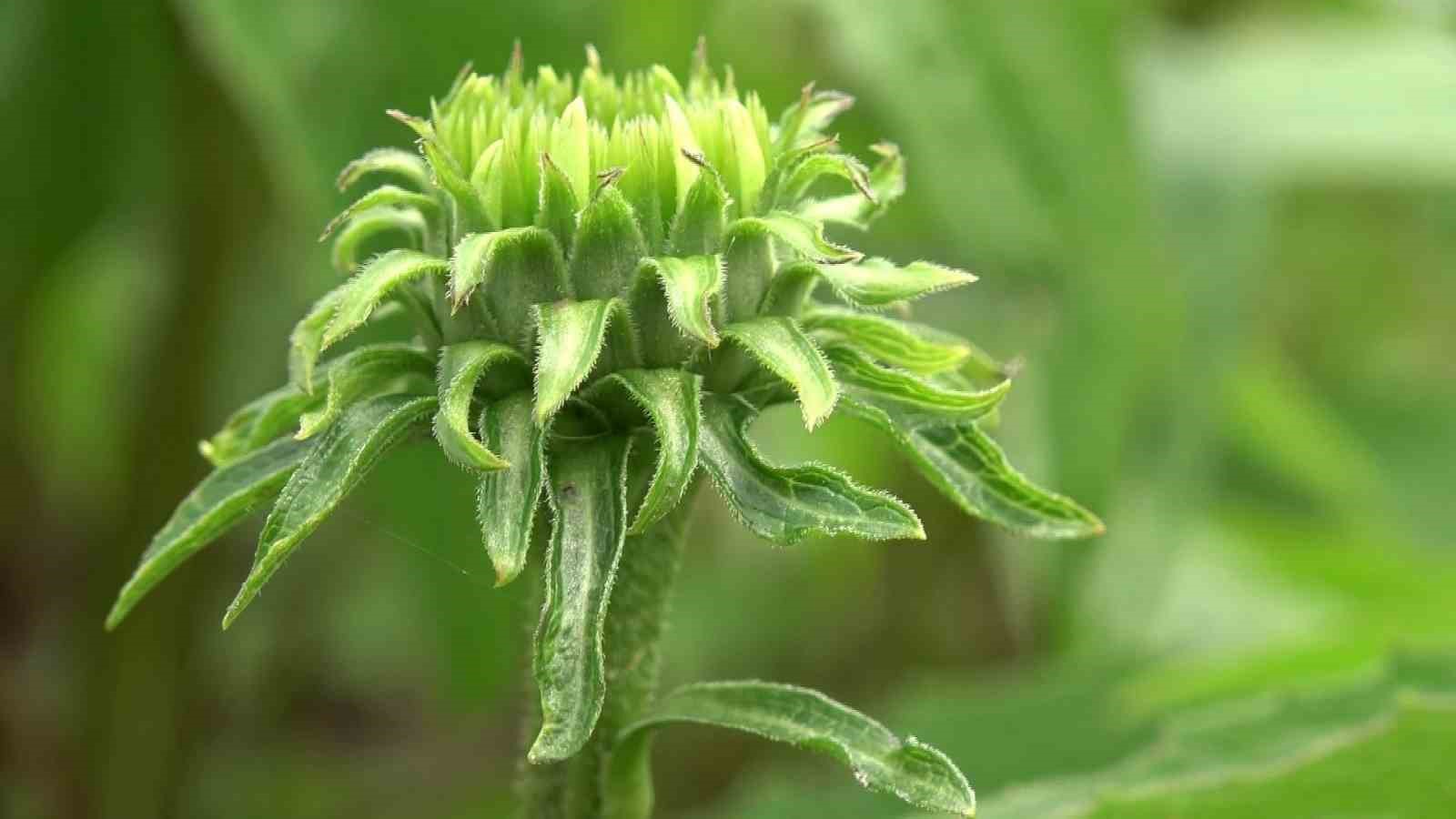 SAMSUN’DA ÇİFTÇİLER TARAFINDAN ÖZEL İZİNLE ÜRETİLEN TIBBI, AROMATİK VE ENDEMİK