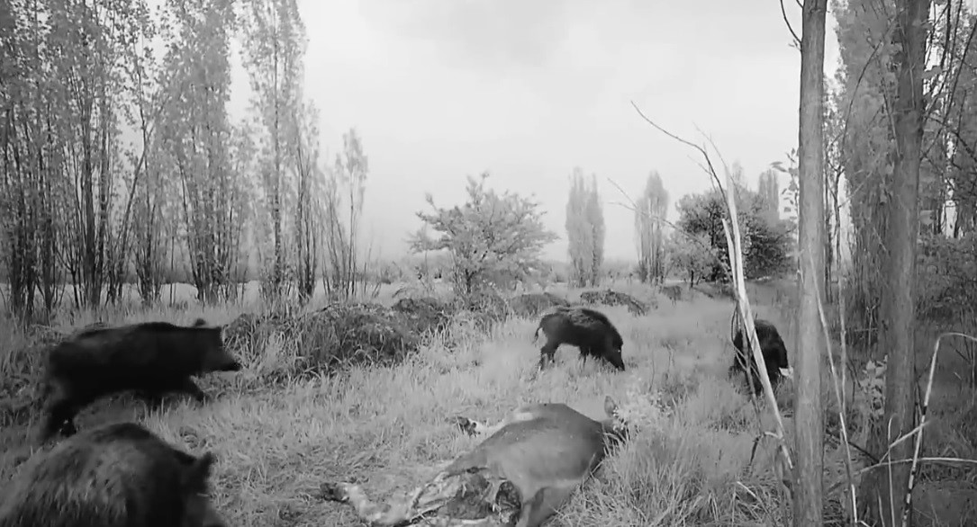 DOMUZ SÜRÜSÜ FOTO KAPANLA GÖRÜNTÜLENDİ