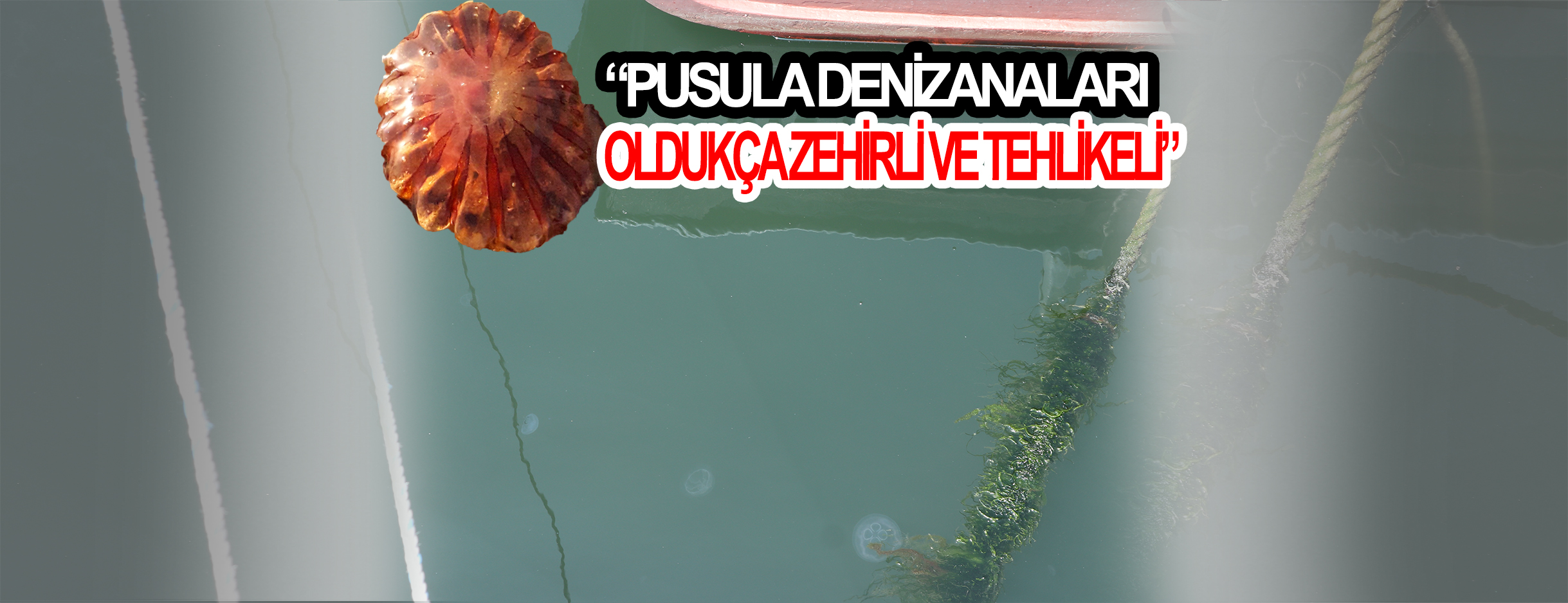 Balıkçılar uyardı: Kahverengi denizanasına dikkat!