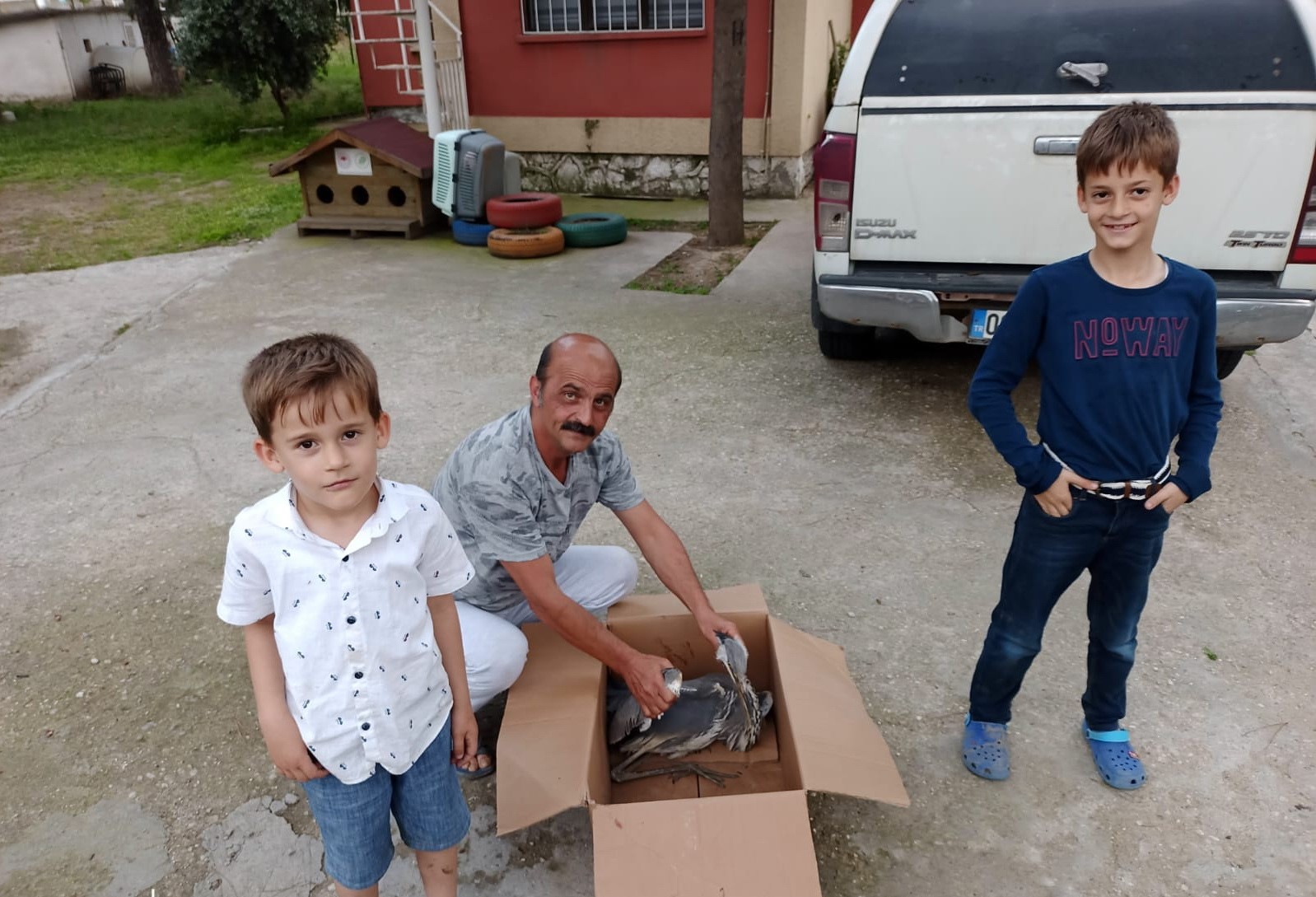 MANİSA’NIN SALİHLİ İLÇESİNDE YARALI HALDE BULANAN GRİ BALIKÇIL KUŞU, TEDAVİ