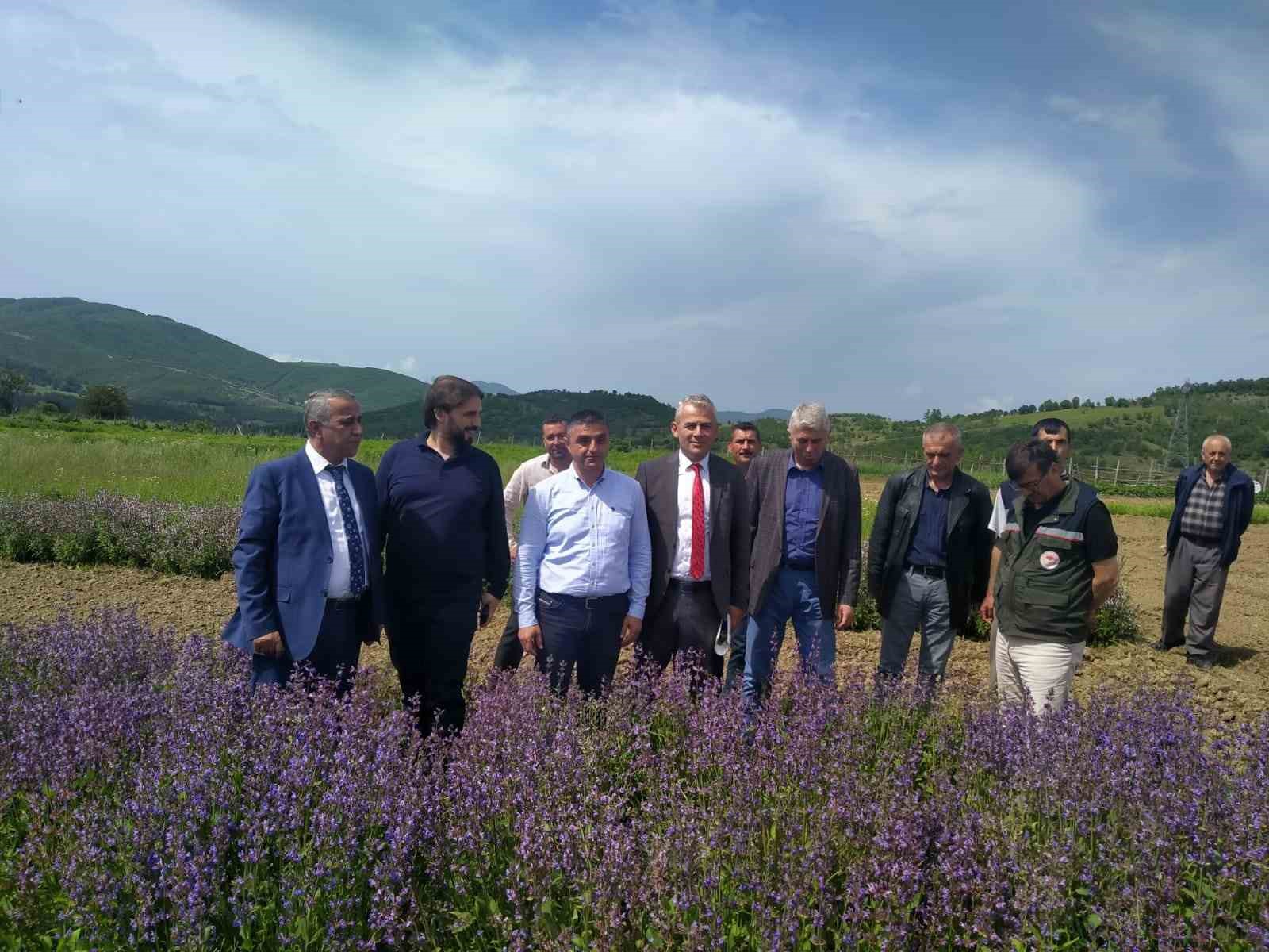 KAVAK TIBBI BİTKİ ÜRETİMİNDE ÖNE ÇIKACAK