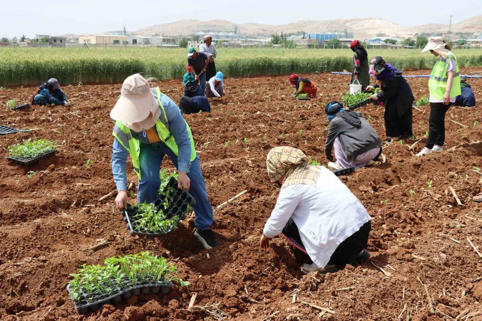 ŞANLIURFA'DA 200 BİN İSOT FİDESİ TOPRAKLA BULUŞTU