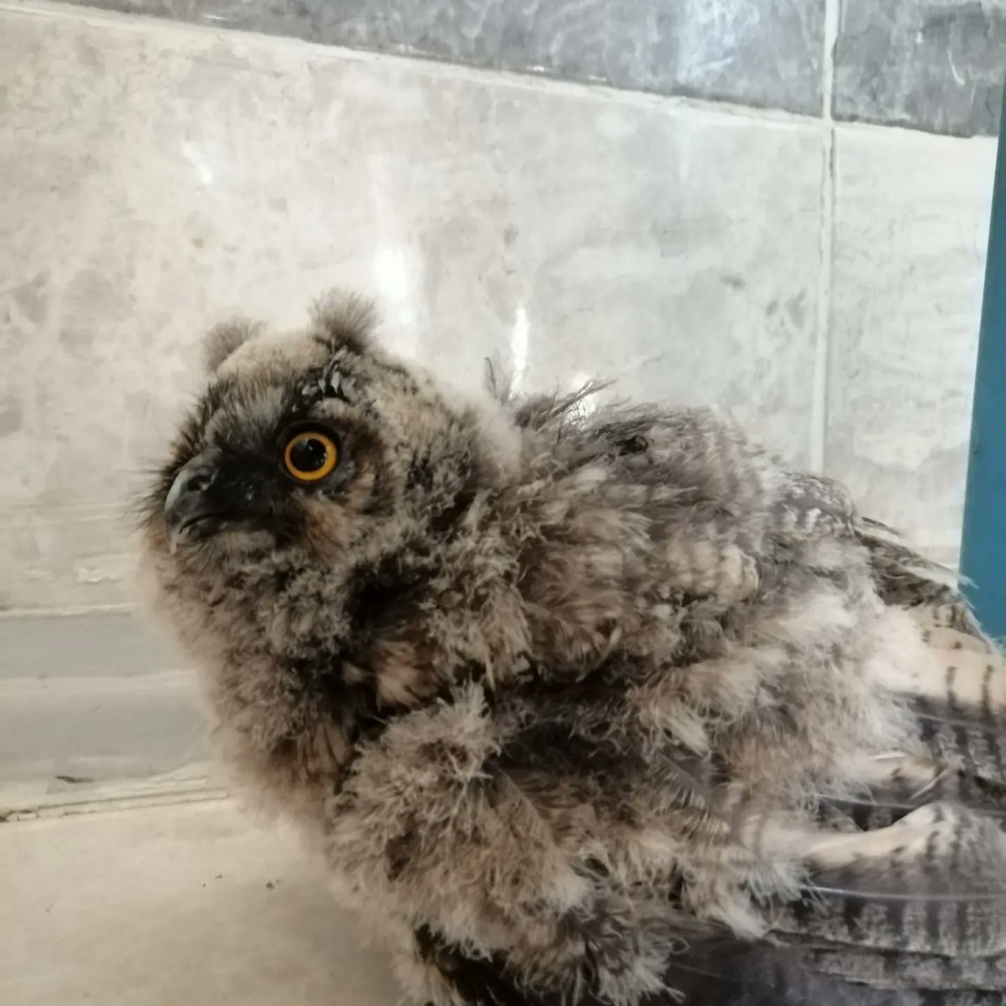 ŞANLIURFA'DA YARALI BULUNAN BAYKUŞ TEDAVİ ALTINA ALINDI