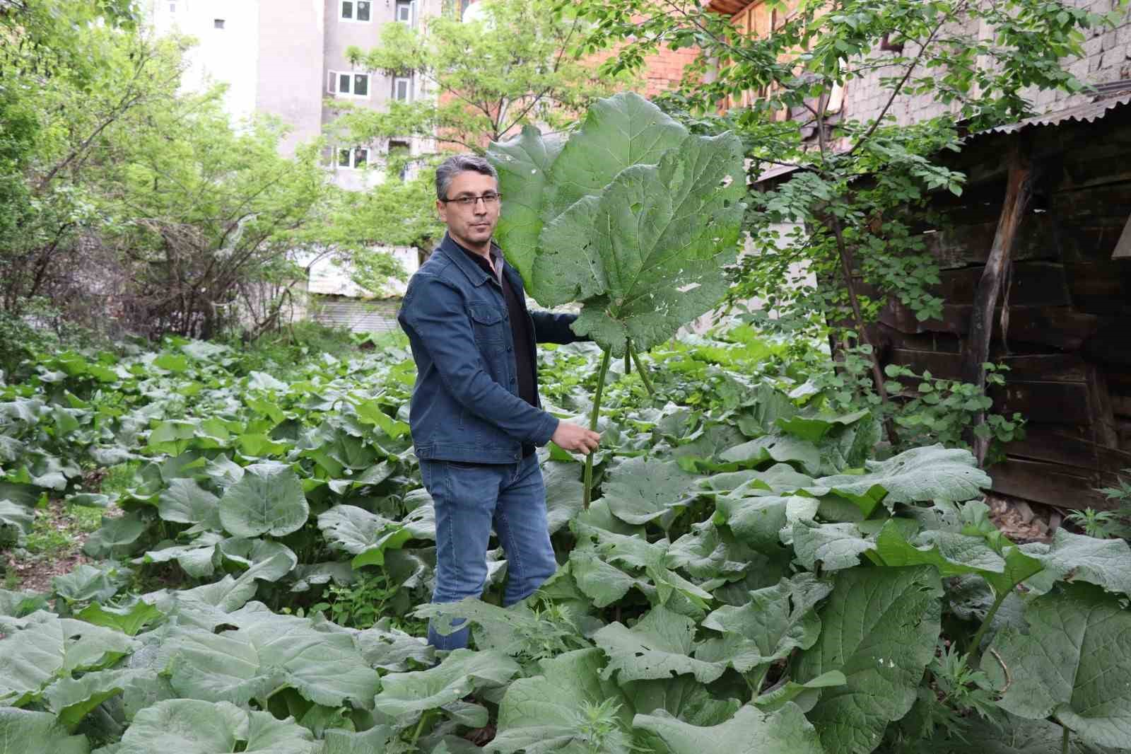 MEVSİM NORMALLERİNİN ÜSTÜNDE YAĞIŞ ALAN OLTU'DA KABALAK OTLARININ BÜYÜKLÜĞÜ BİR
