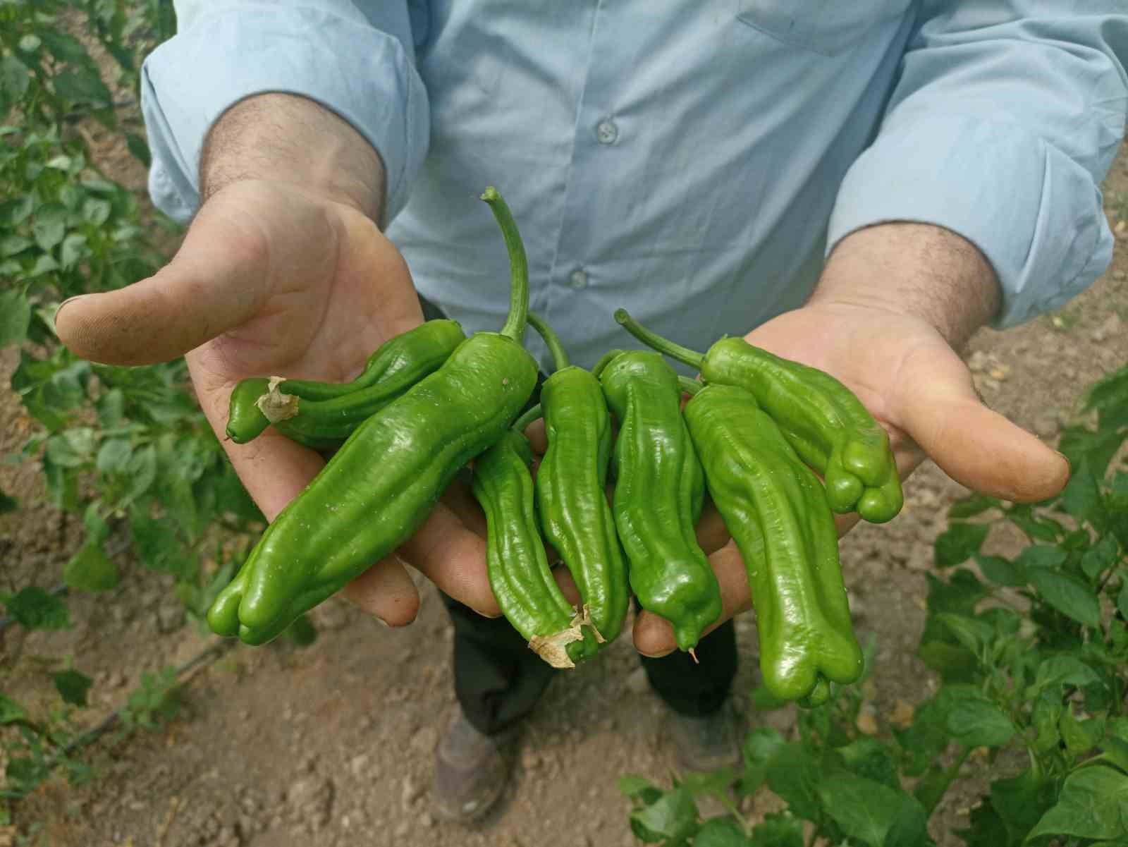 TOKAT'TA SERA ÜRETİCİLERİ KÖK BOĞAZI DENİLEN HASTALIKTAN KAYNAKLI OLARAK MADDİ